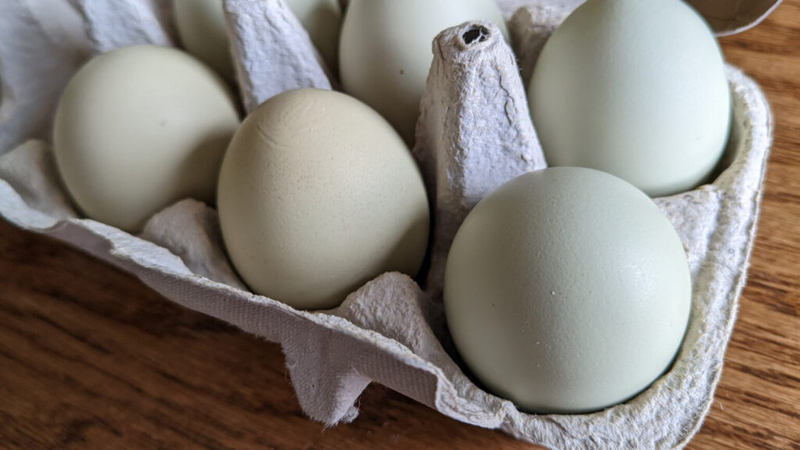 Egg facility inspections in WA still falling short of state requirements