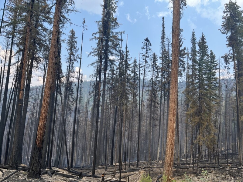WA looks to boost salvage logging as wildfires scorch record amount of state land