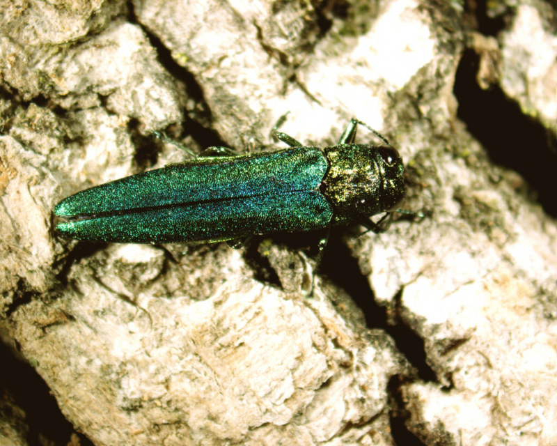 Invasive beetle arrives in eastern Washington, threatens ash trees
