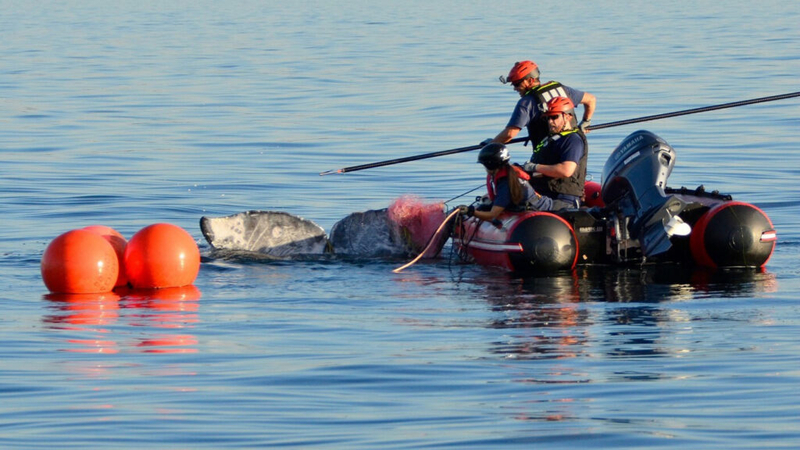 Washington among 4 states with highest rate of whale entanglements, report shows