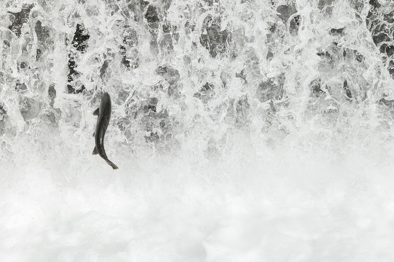 Commercial salmon season is shut down — again. Will California’s iconic fish ever recover?