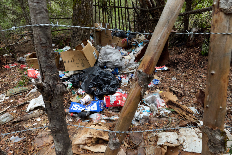 ‘Little death bombs’: Illegal cannabis farms poison California’s forests. Who’s cleaning them up?