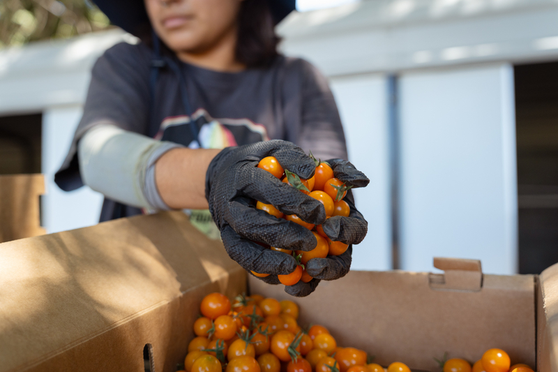 ‘Kids are actually eating the food’: State expands lunch program that pairs schools with farms