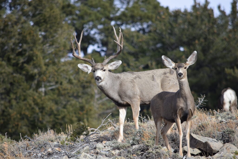 Utah wildlife officials use $3.4 million from hunting, fishing license sales for habitat restoration
