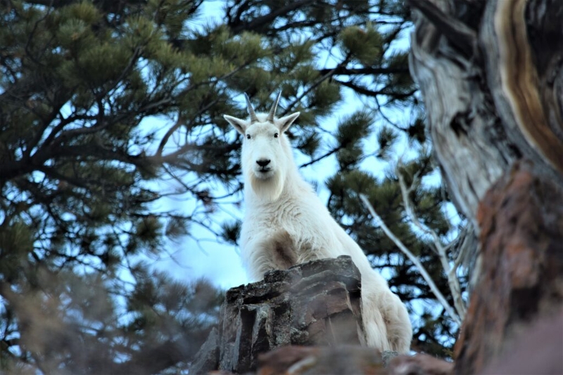 Hiking in August? Keep an eye out for mountain goats — and keep your distance, DWR says 