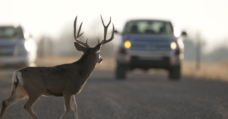 Utahns should watch out for deer on the roads as nights grow longer, DWR says