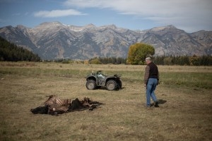 Terry Schramm shows the latest of the Walton Ranch's cattle killed by wolves on September 20, 2016, in Jackson. The U.S. Fish and Wildlife Service authorized the removal of four wolves from the nearby Pinnacle Peak Pack following the loss of cattle in Spring Gulch. (Ryan Dorgan)