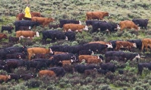 Wyoming stockgrowers have cows staged ‘in limbo’ as federal judge mulls Upper Green grazing dispute