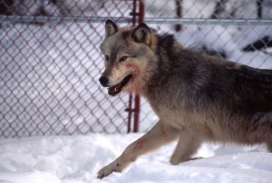 Wolf 10M photographed in the Rose Creek pen inside Yellowstone National Park in 1995. A suspected alpha male, the wolf weighed 122 pounds when he was captured in Canada. (Jim Peaco/National Park Service)