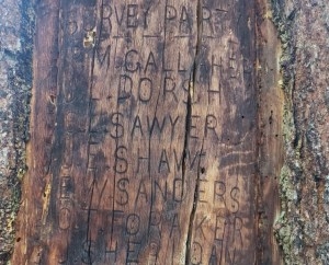 Wilderness advocates delay removal of tree ‘Yellowstone Forest Reserve’ surveyors inscribed in 1893