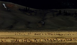 U.S. Fish and Wildlife staff tumbles by a quarter in Director Brian Nesvik’s home state of Wyoming