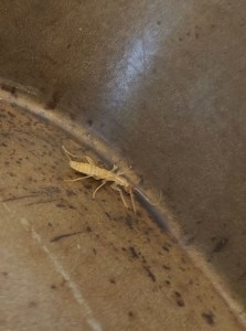 University of Wyoming student finds elusive insect in Yellowstone alpine