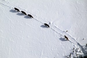Yellowstone’s oldest wolf pack, Mollie’s Pack, leaves the park, raising fears for its future