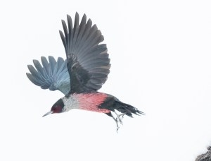 The Lewis Woodpecker uses “dihedral flight displays” — when wings are outstretched and held upward — as he glides toward a mate or rival. (Paul Bannick)