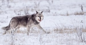 Yellowstone’s Mollie’s Pack is mostly back in the park, but not before spurring threats, bounties and drama