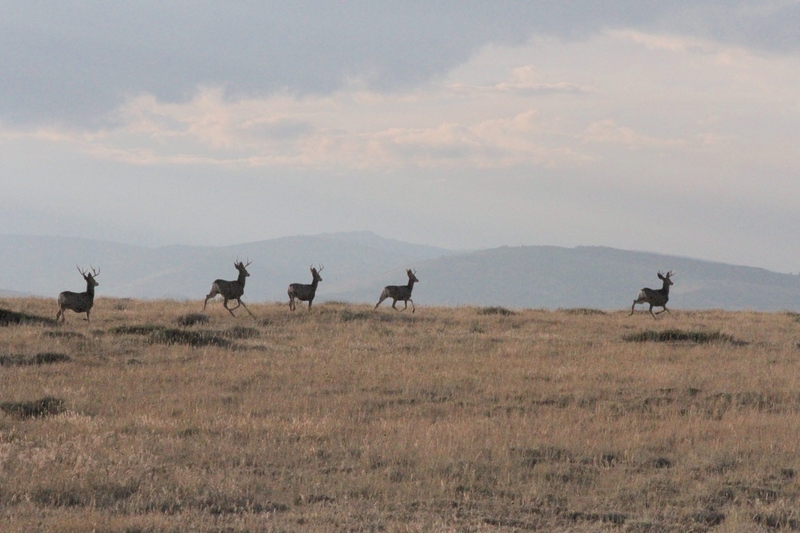 Outcry causes Wyoming to back off plan to curb ‘landowner tag’ advantages