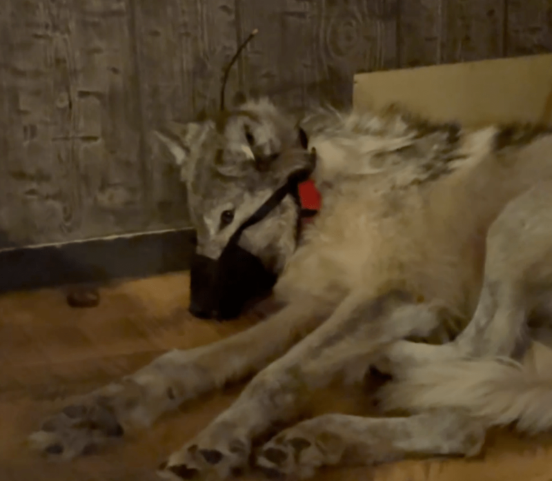 Grand jury convening to decide if wolf-captor Cody Roberts should face felony charges