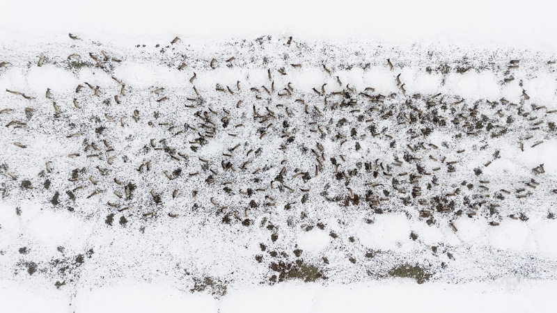 Summer elk deaths stoke CWD worries at onset of ‘important’ winter for western Wyoming herds