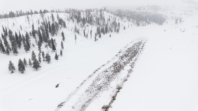 Feds OK 3 more years of Wyoming elk feeding in Hoback Basin where CWD ‘epidemic’ hit