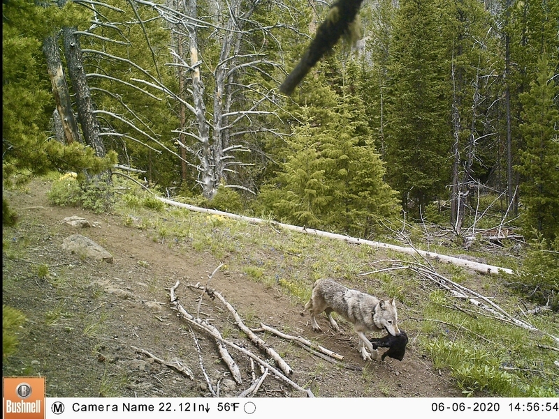 Yellowstone-area wolves observed moving pups to follow elk — upending scientific assumptions