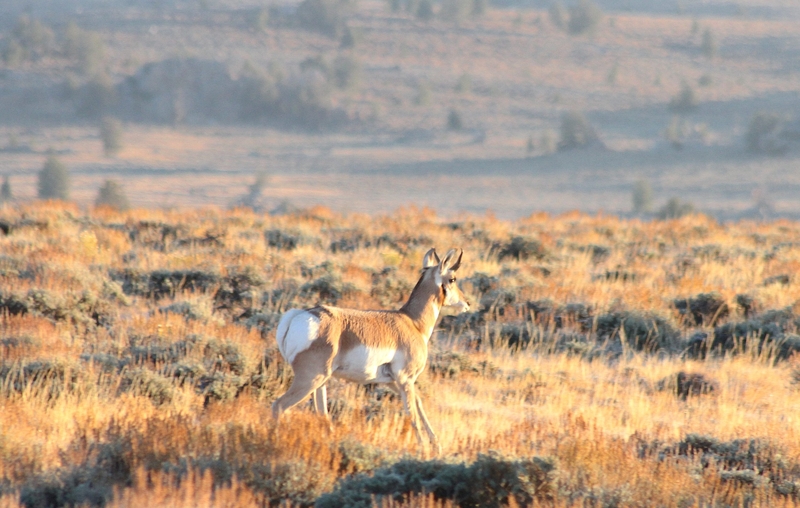 Can BLM ignore land-use plans and lease off-limits ‘Golden Triangle ...