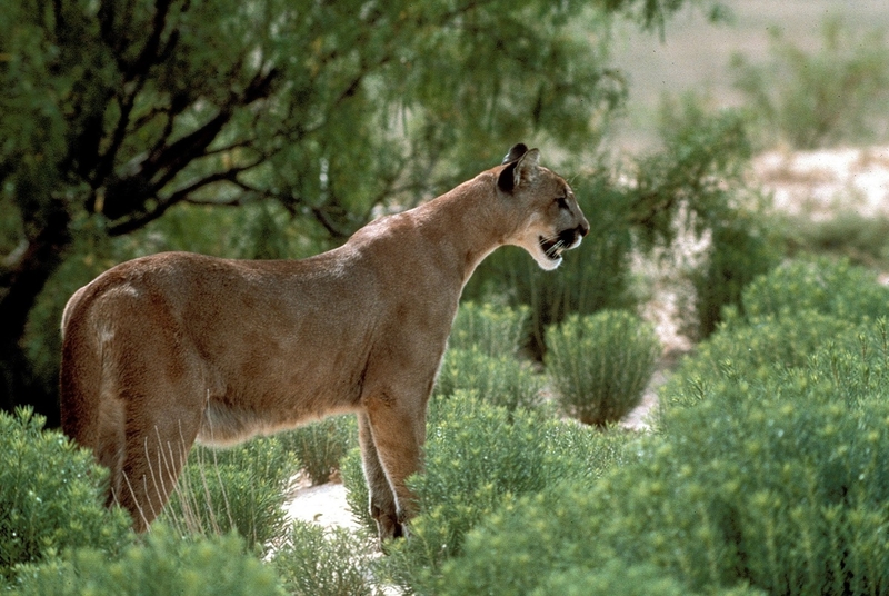 Texas takes its first steps to protect its mountain lions