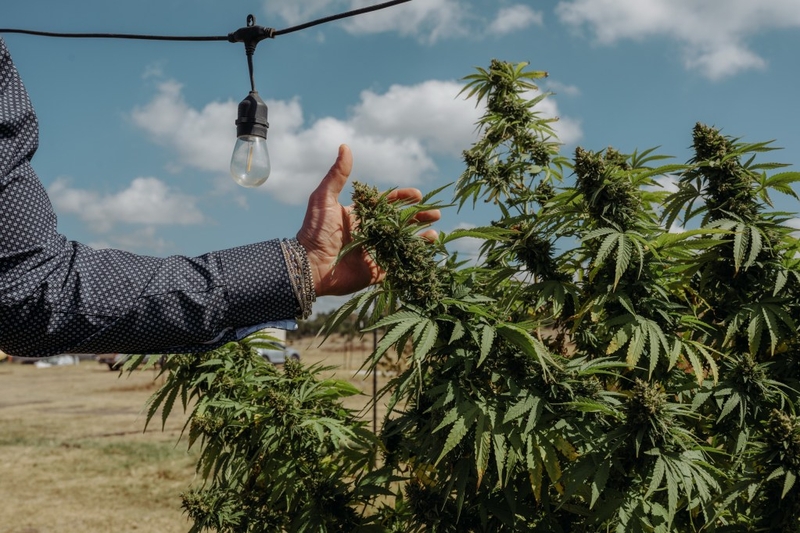 Texas will ban smokeable hemp cannabis on March 31. Here’s what you need to know.