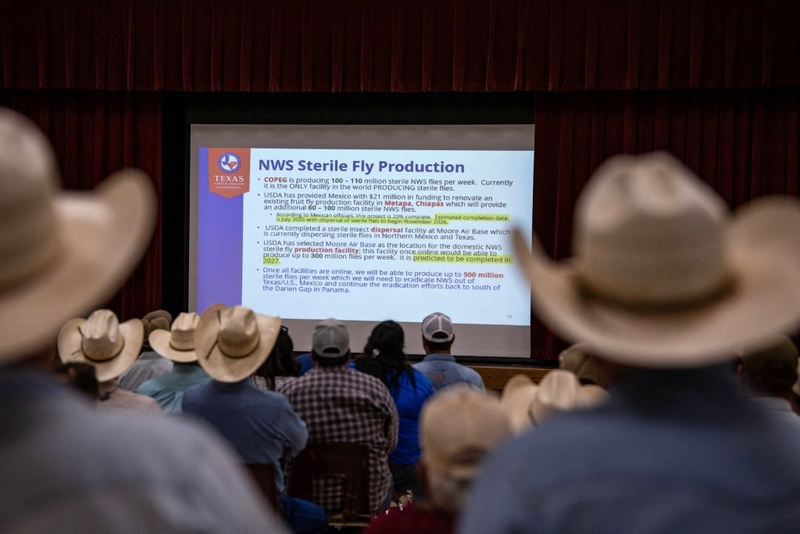 Three new cases of screwworm confirmed in Texas; A&amp;M leader tasked as federal adviser