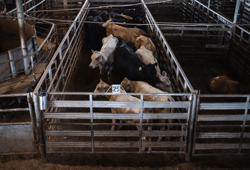 Canada suspends animal exports from Texas due to New World screwworm concerns