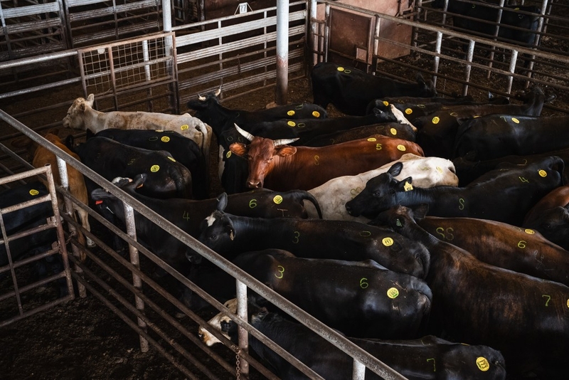 Cattle associations say ICE operations are disrupting Texas agriculture industry, will cause higher beef prices