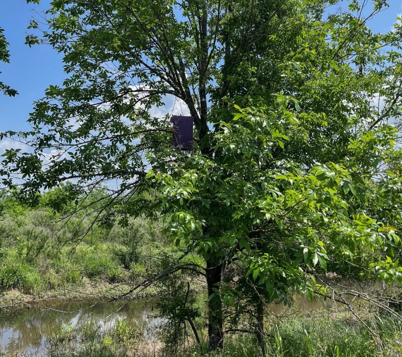 ‘We knew it was coming’: Oklahoma deploys tiny wasps to control invasive forest pest