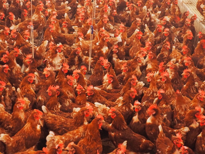 Two more poultry companies agree to settle Oklahoma pollution lawsuit