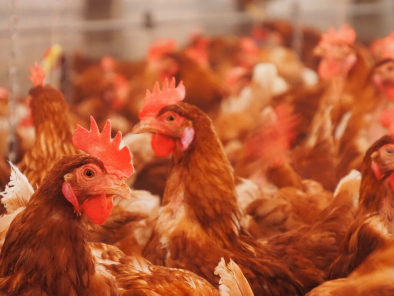 Oklahoma AG to try again to settle poultry pollution lawsuit