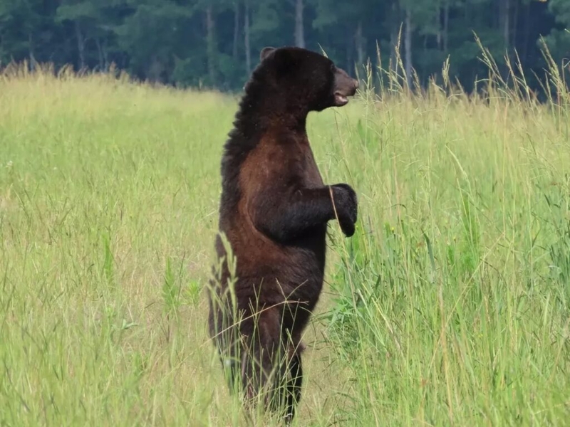 Oklahoma lawmakers nix bill to extend black bear hunting season