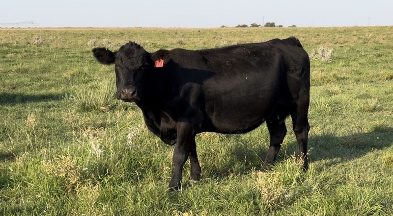 Oklahoma cattlemen criticize beef import decision