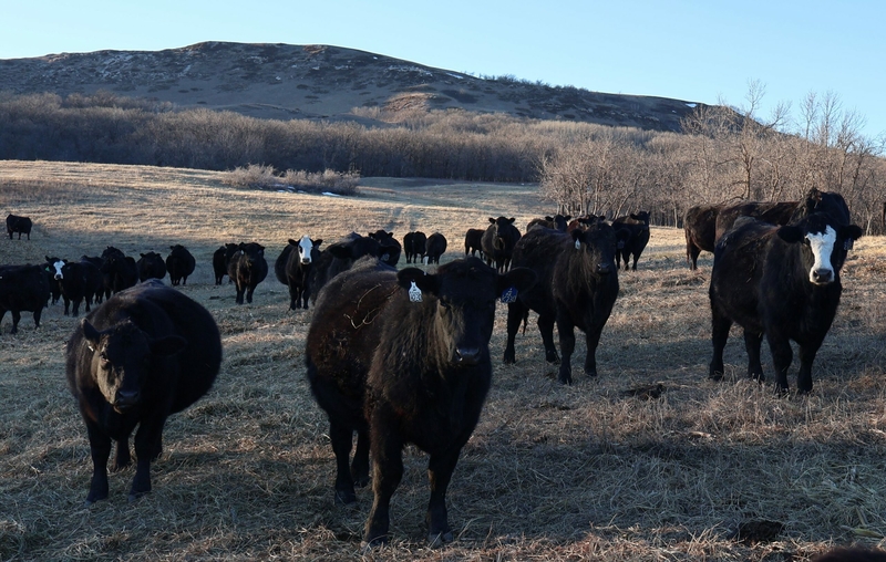 North Dakota group may buy cattle company that owes millions