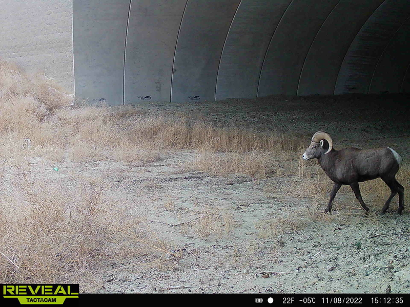 Comment sought on Highway 85 expansion through Badlands, bighorn sheep habitat
