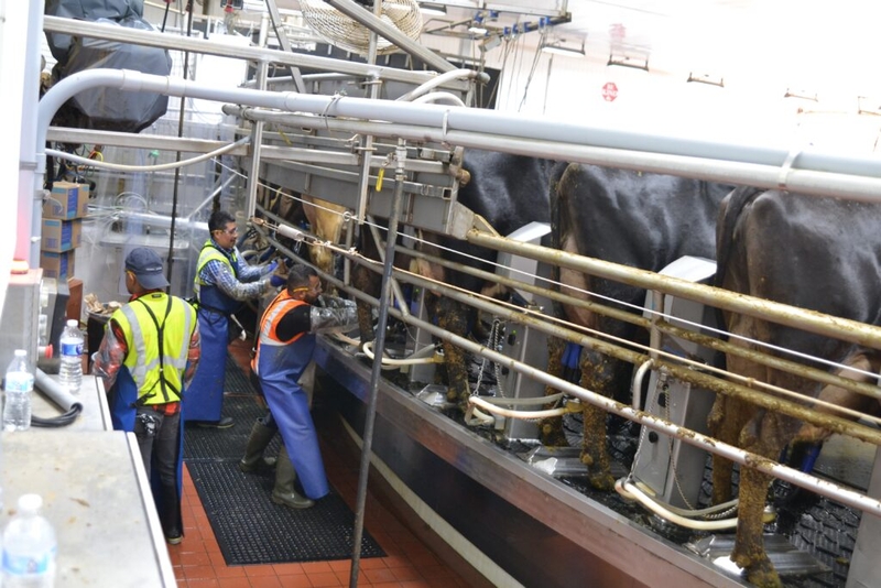Opponents of giant North Dakota dairy argue for permit reversal