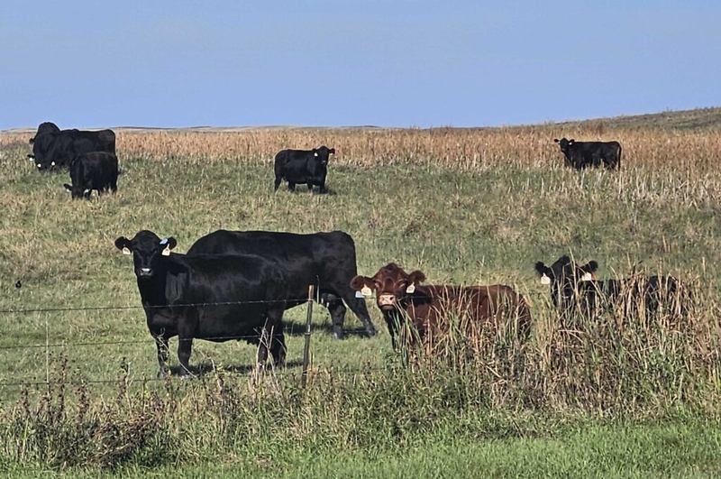 North Dakota ranchers say Trump’s market meddling is bad for beef