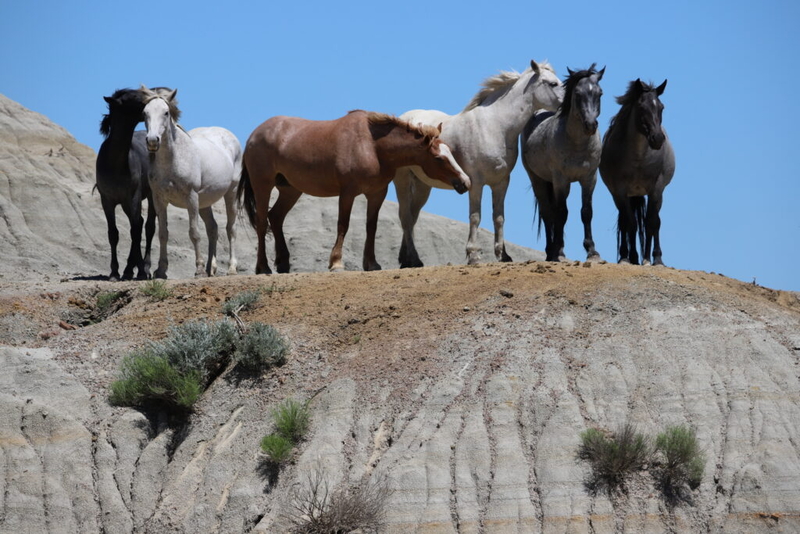 Fate of wild horses far from certain