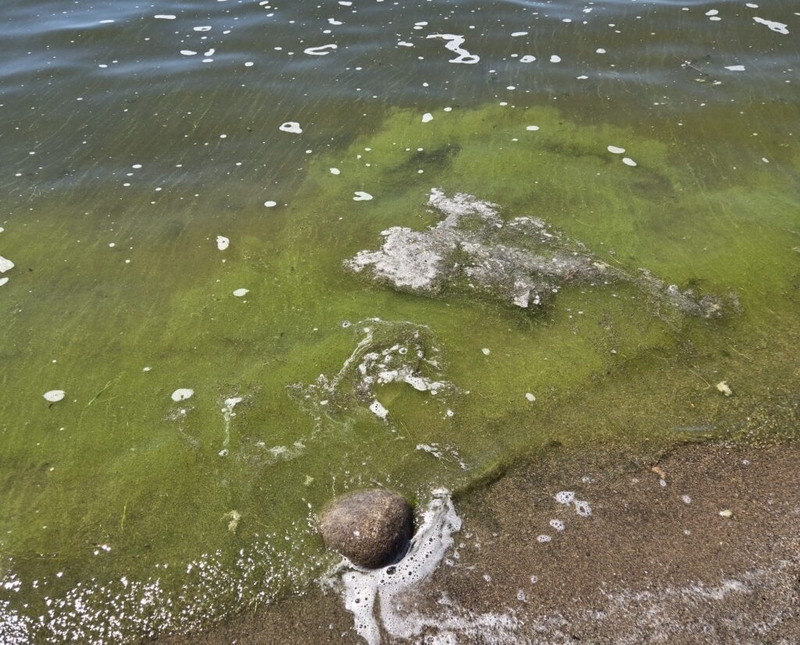 Beware of dangerous algae on North Dakota lakes, officials say