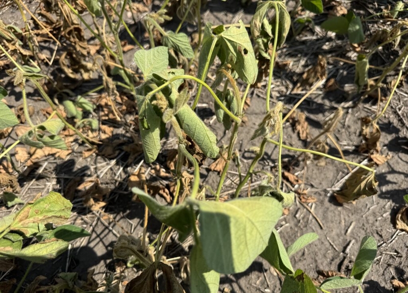 July heat produces ‘flash drought’ with more than half of North Dakota affected