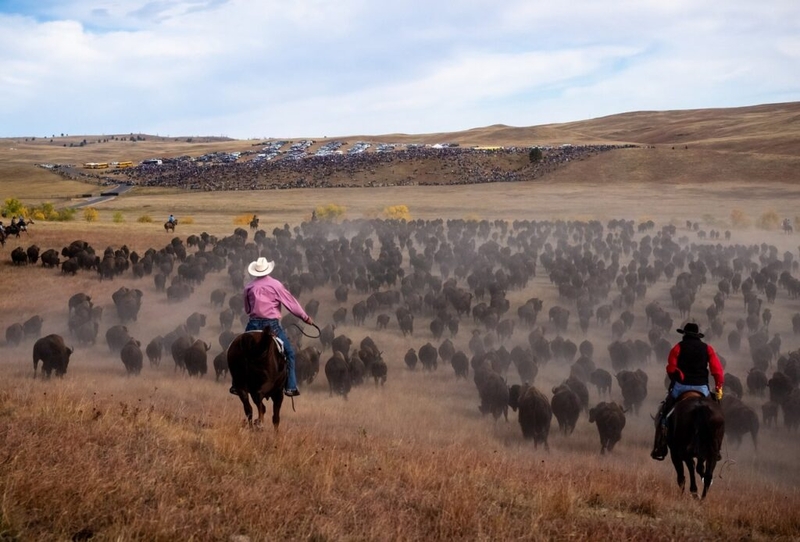 Custer State Park bison auction brings in nearly $900,000