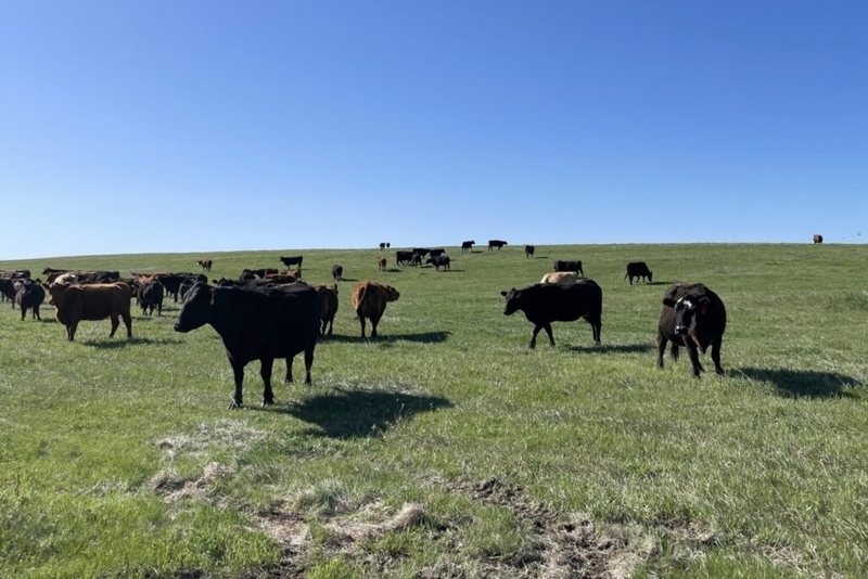 Rounds announces bill to encourage converting cropland back to pasture