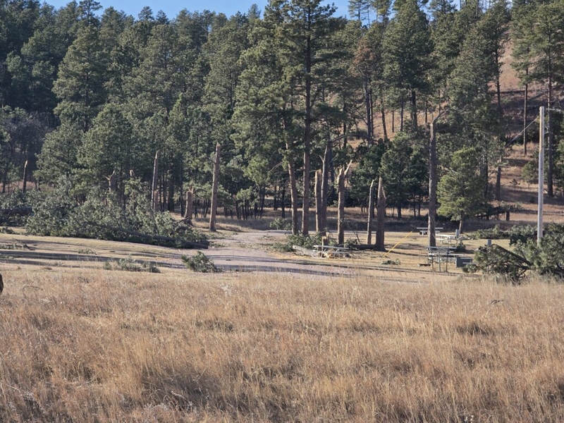 Custer State Park officials urge visitors to ‘stay safe’ as wind damage assessment, cleanup continue