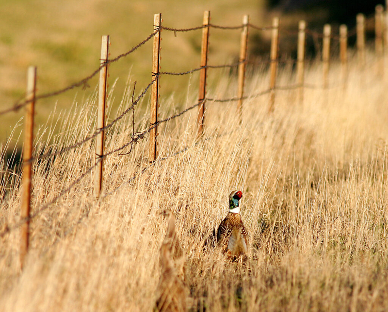 South Dakota’s own tradition fades amid success of nonresident pheasant hunting