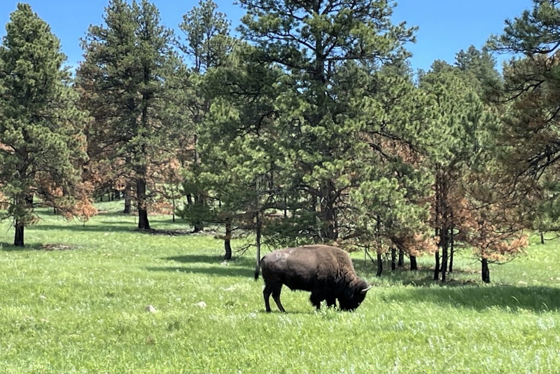 Woman killed by bison in South Dakota’s Custer State Park, weeks after another visitor was injured