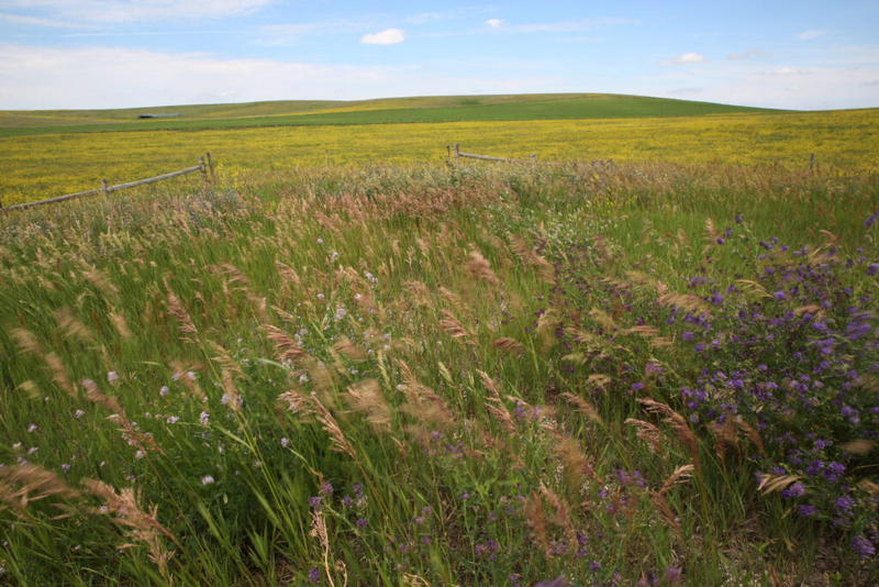 Sometimes the best crop is grass