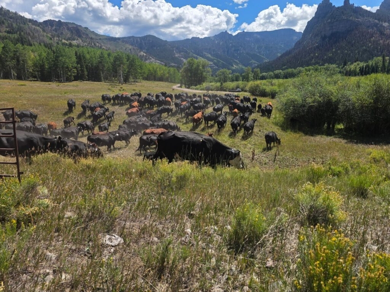 Contain a wildfire? Call in the cows.