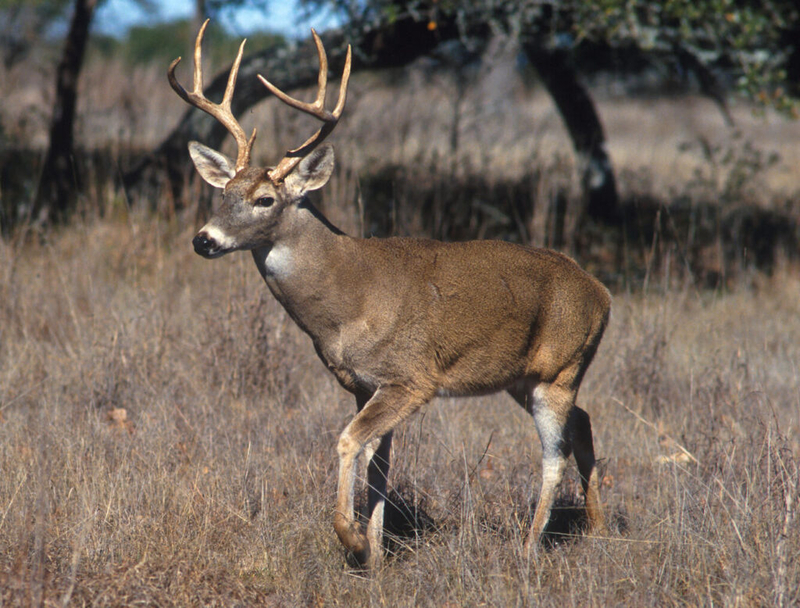 South Dakota wildlife officials offer hunting license refunds as deer disease reports continue